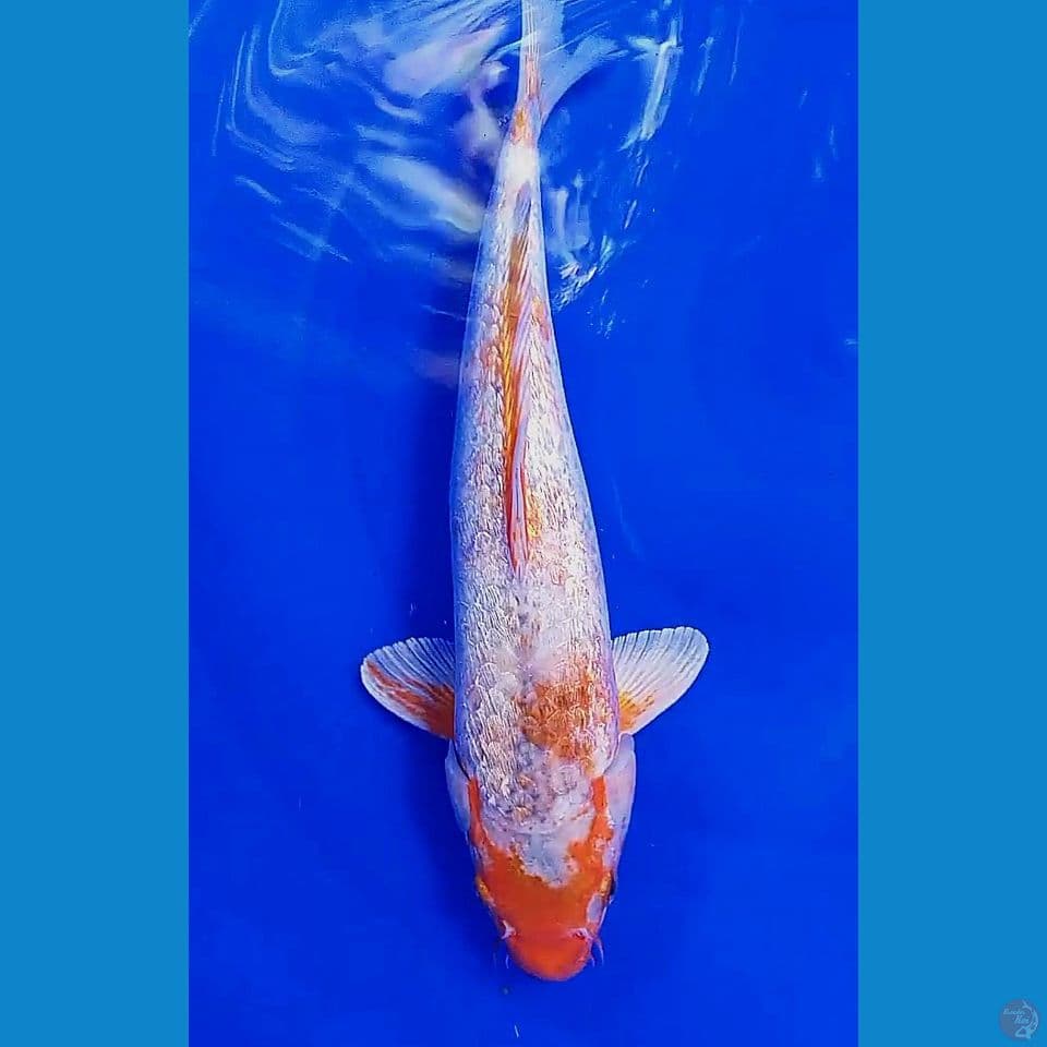 38cm sabikoyo ginrin