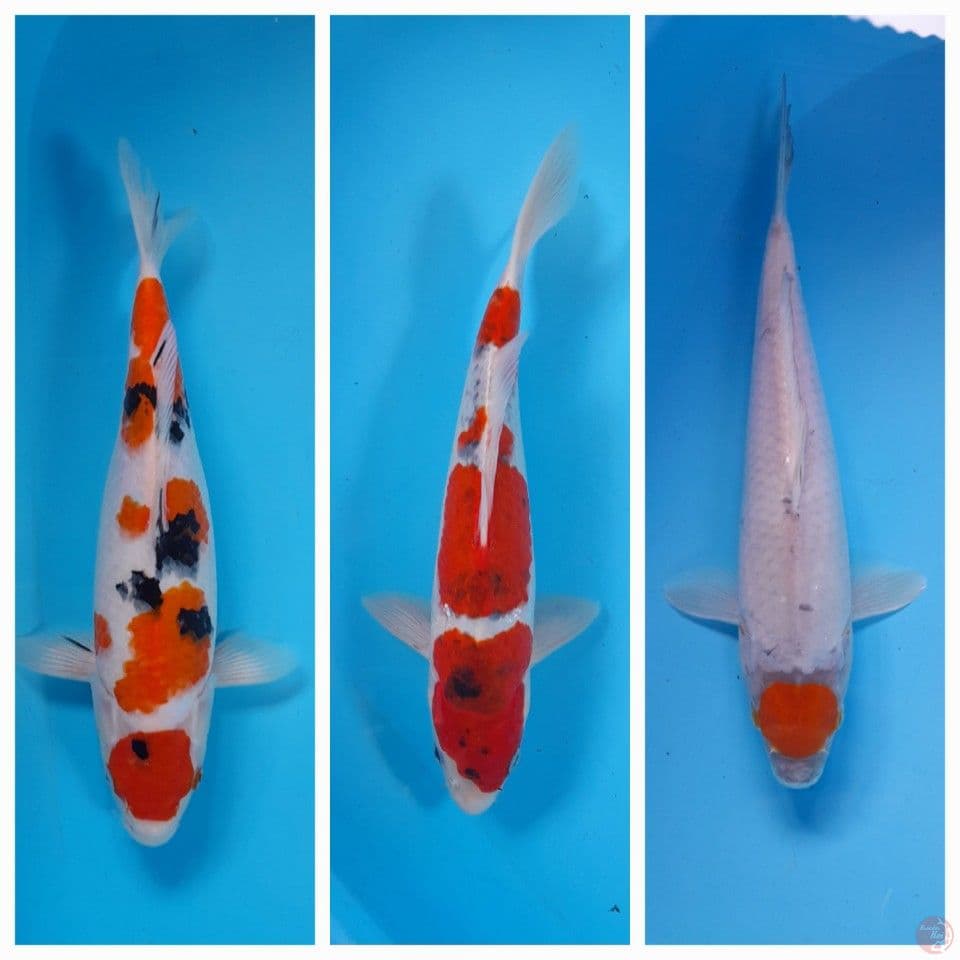 mix 3 ekor 32-34 cm