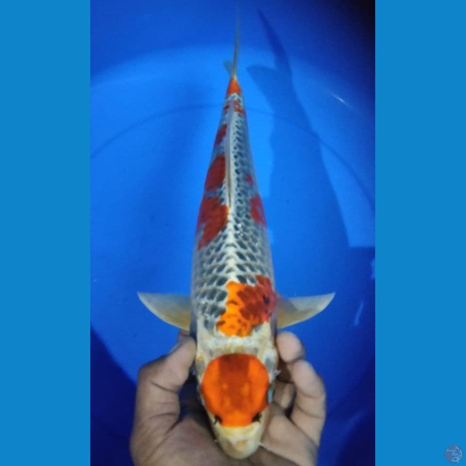 MARUTEN 37CM