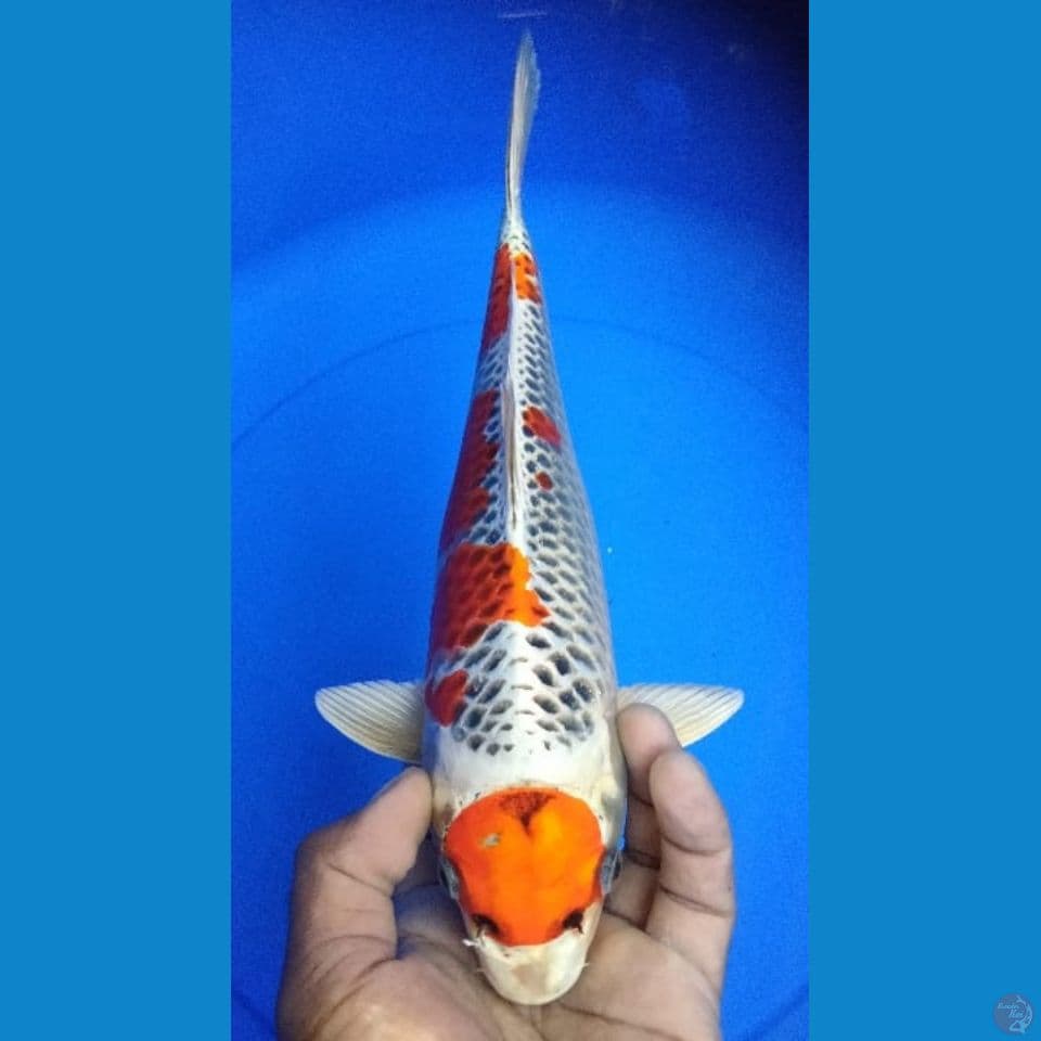 MARUTEN KUJAKU 32CM