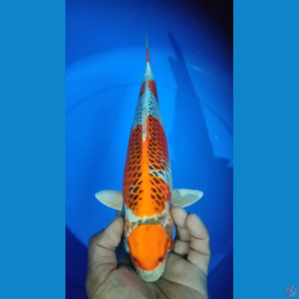 MARUTEN KUJAKU 33CM