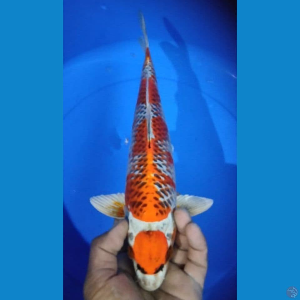 MARUTEN KANOKO 35CM