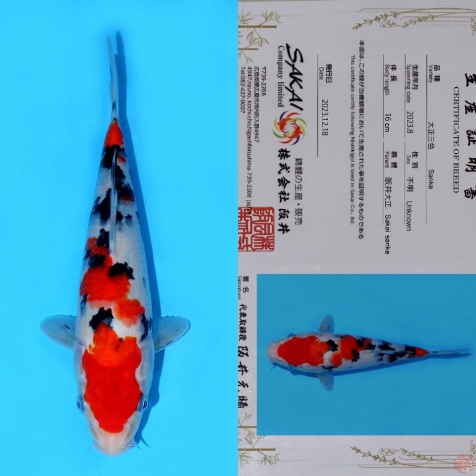 SAKAI SANDAN SANKE HQ 27CM