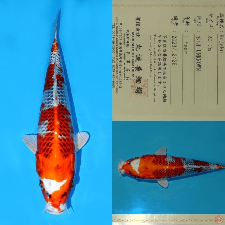 MARUSEI KUJAKU SQ 33CM