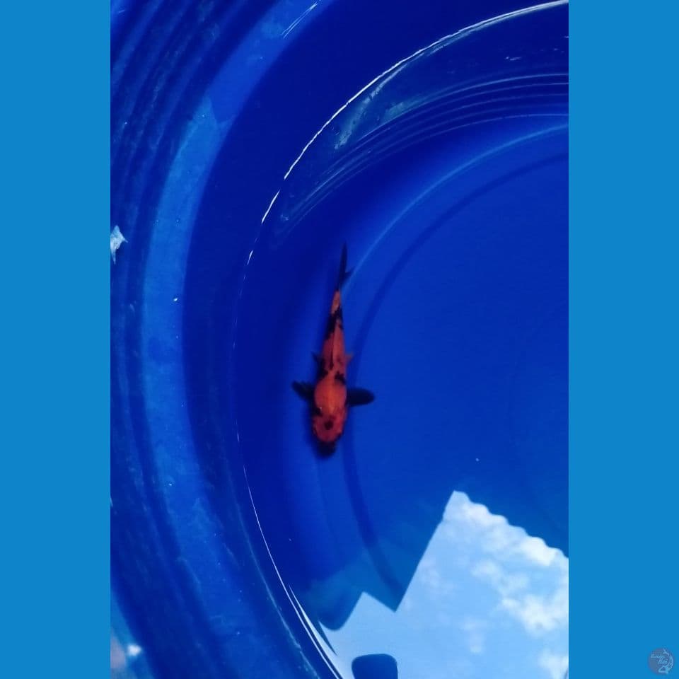 Hi Utsuri Hot 12cm™