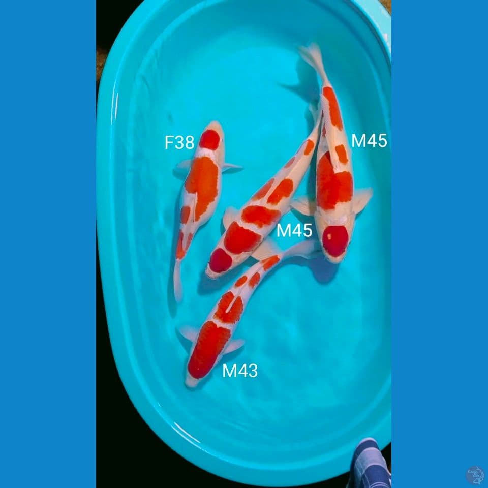 3jantan 1betina halus.