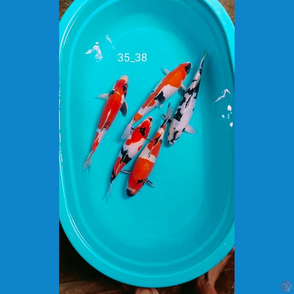 doitsu 36_38cm