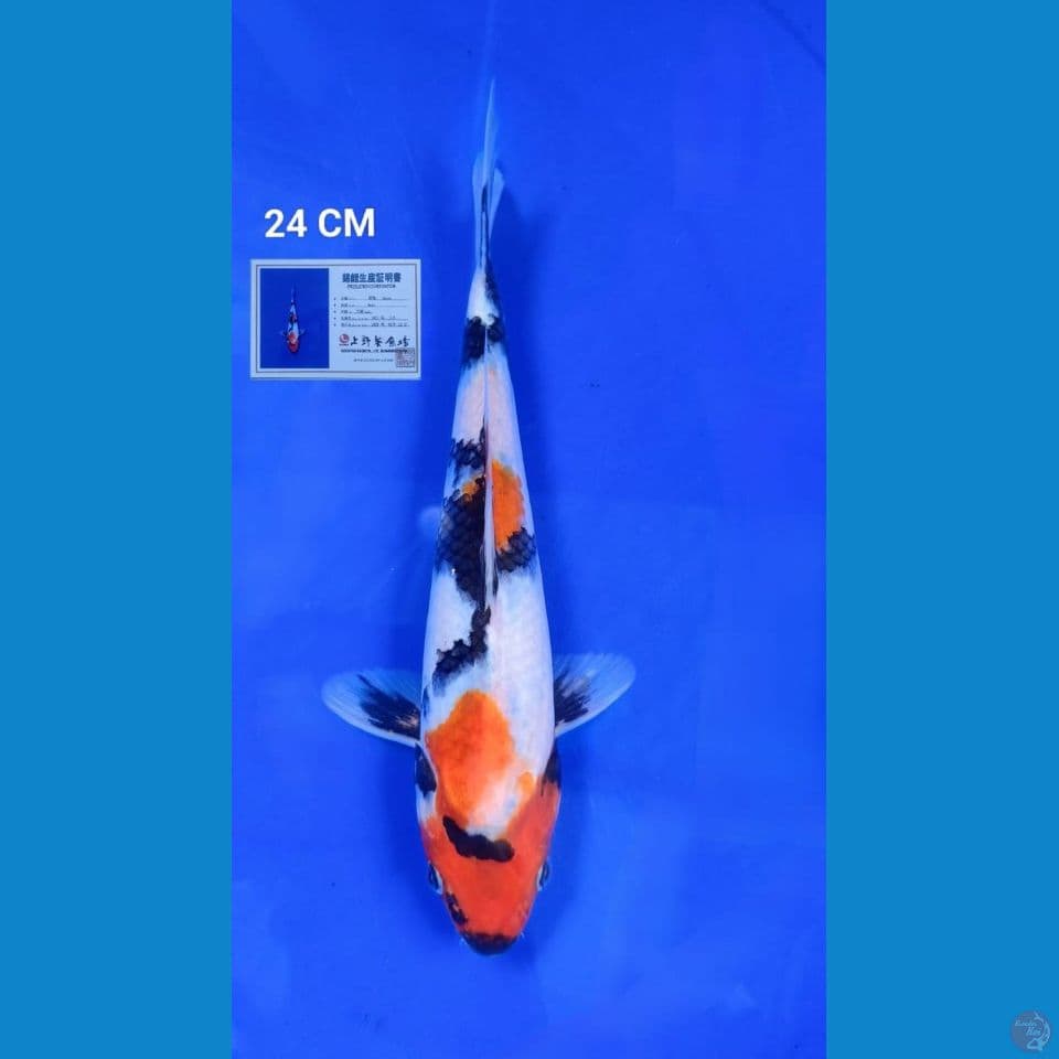 Kindai Showa 24 cm IMPORT