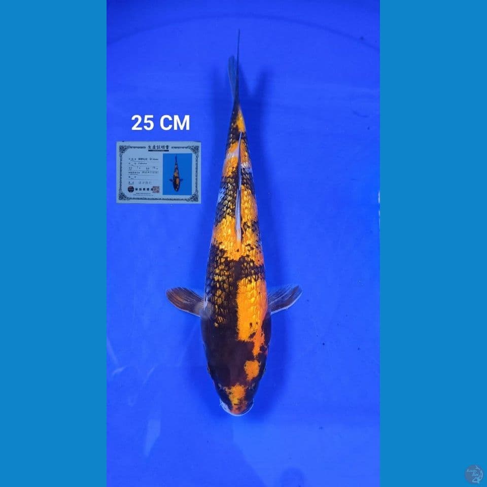 Showa Ginrin Shinoda 25cm