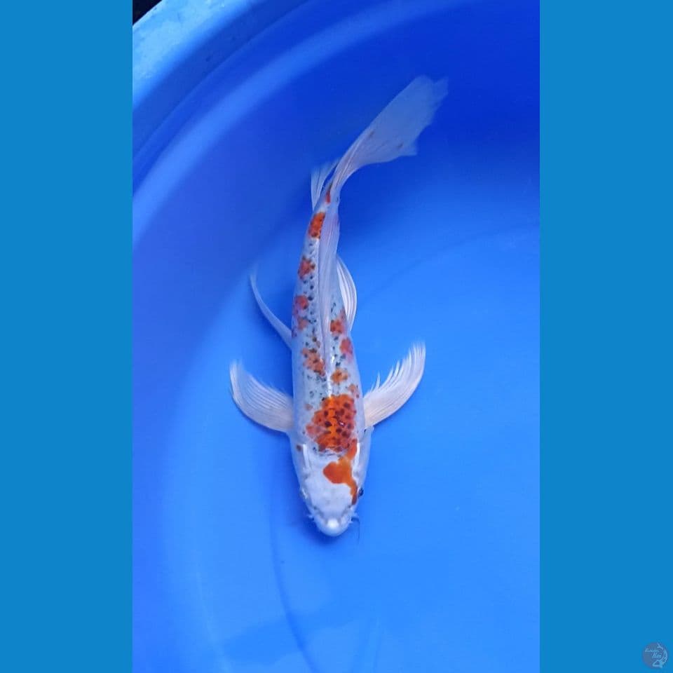 kujaku kumpay 35 cm