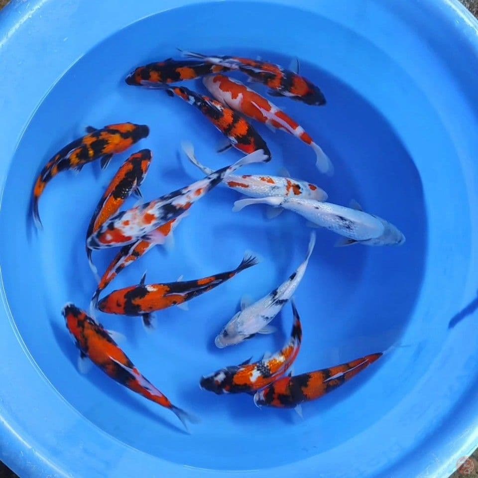23-29CM, 15 Ekor