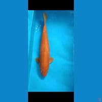 red karasi 60cm jumpo tosai