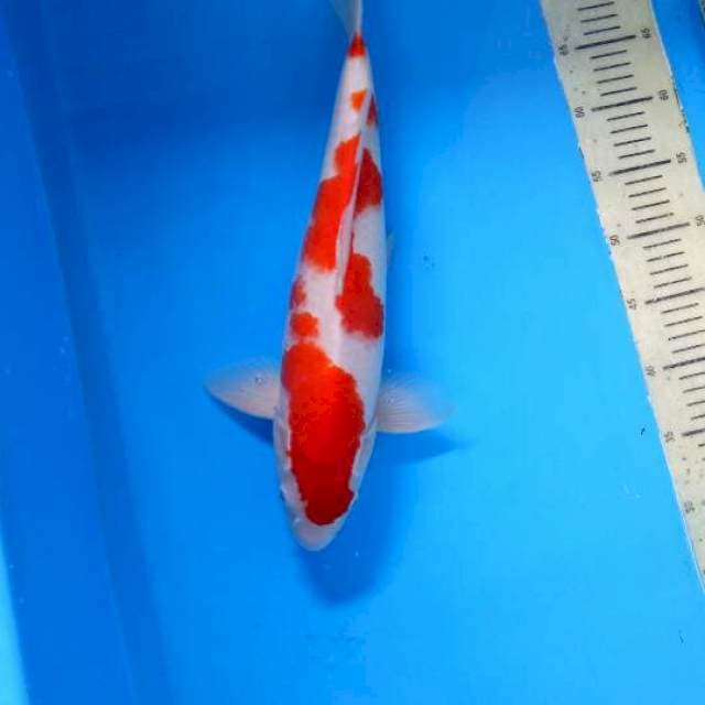 Kohaku Jumbo Male