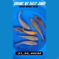 SORAMEL 31_40CM 6EKOR BONUS 1