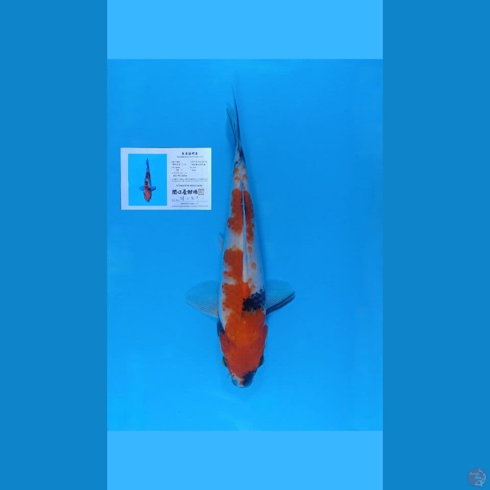 Showa Sekiguchi 23 cm