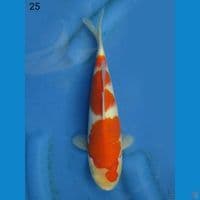 KOHAKU SANDAN, 25CM