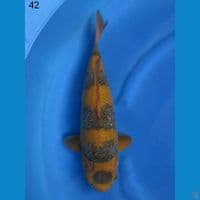 MARUTEN KARAMEL GODAN, 42CM