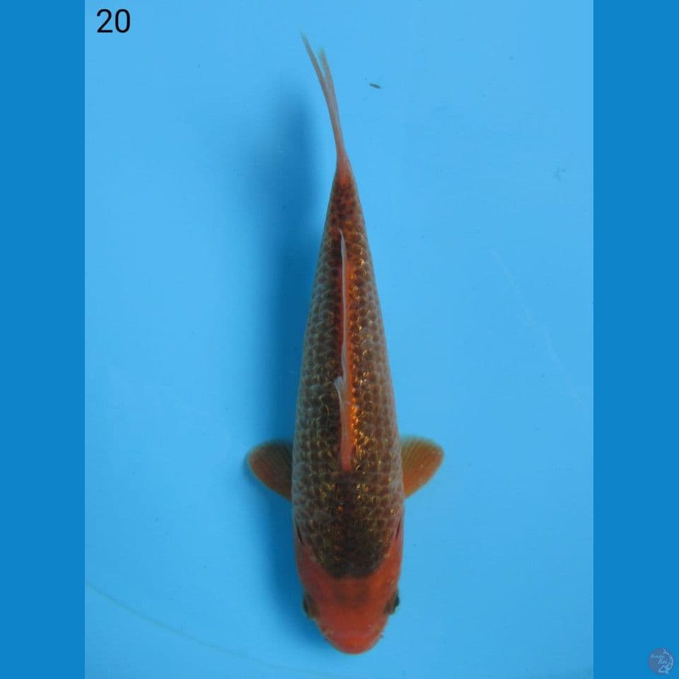 GINRIN AKA MATSHUBA, 20CM