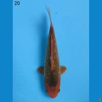GINRIN AKA MATSHUBA, 20CM
