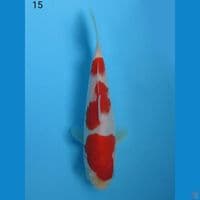 SANDAN KOHAKU HIGH QUALITY, 15CM