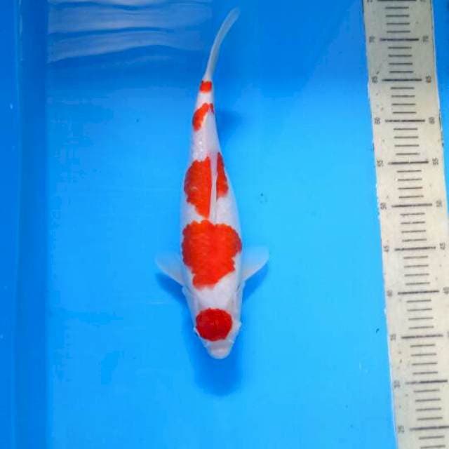 Godan Kohaku