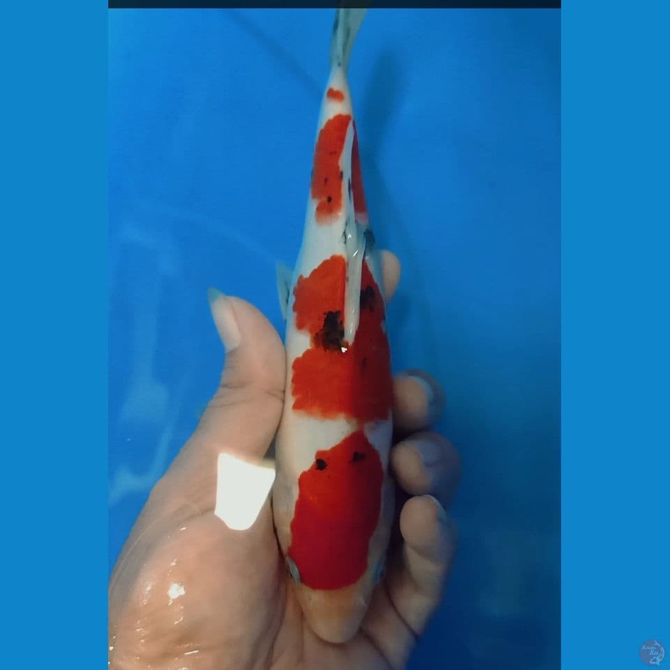 sanke 21 cm