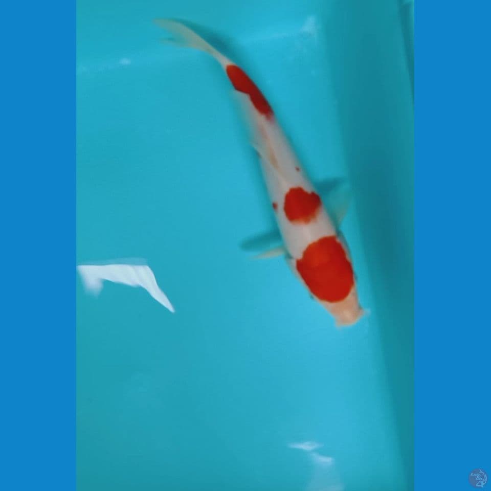 kuhaku 19 cm