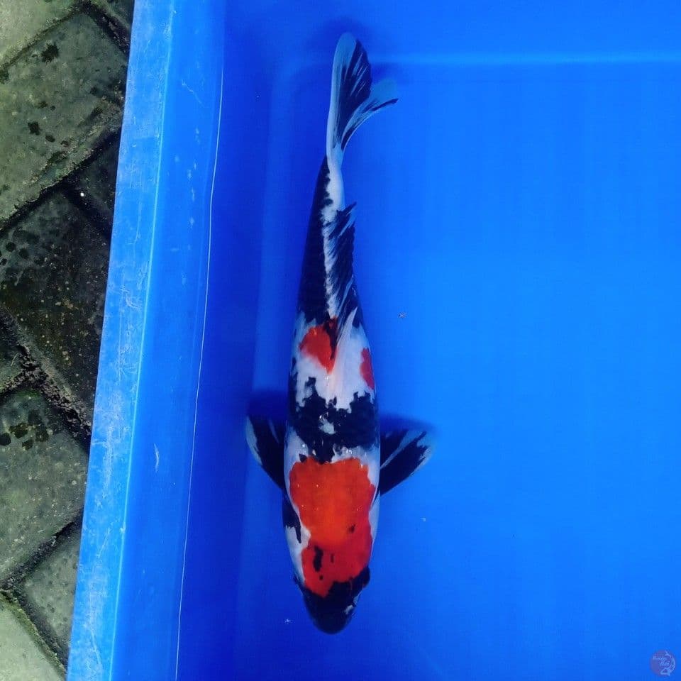 SHOWA 30CM