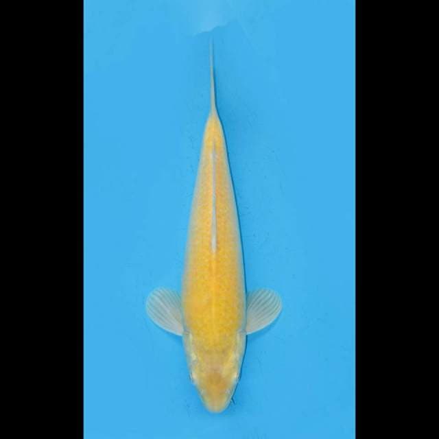 Karasigoi Red Eye 35cm