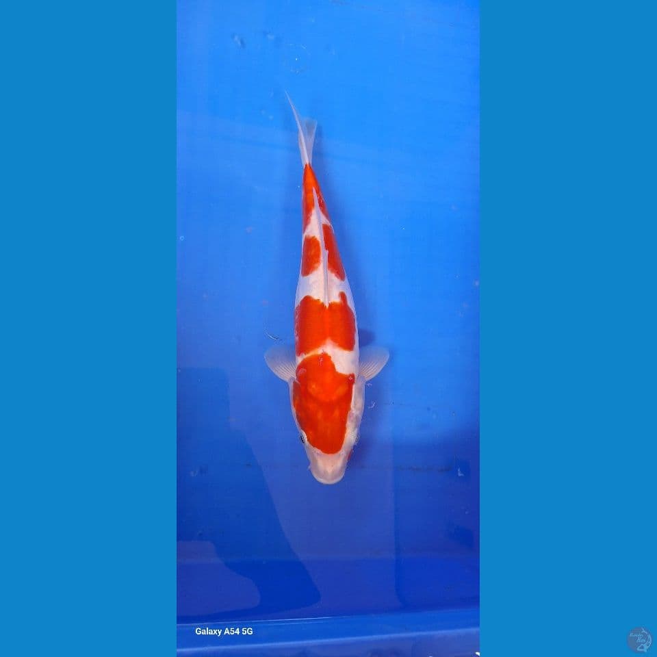 Kohaku 28cm
