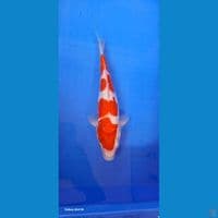 Kohaku 28cm