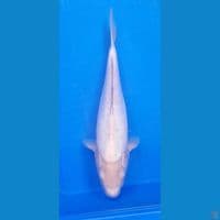Shiromuji Doitsu 35cm Betina