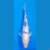 shiro tategoi 28cm betina