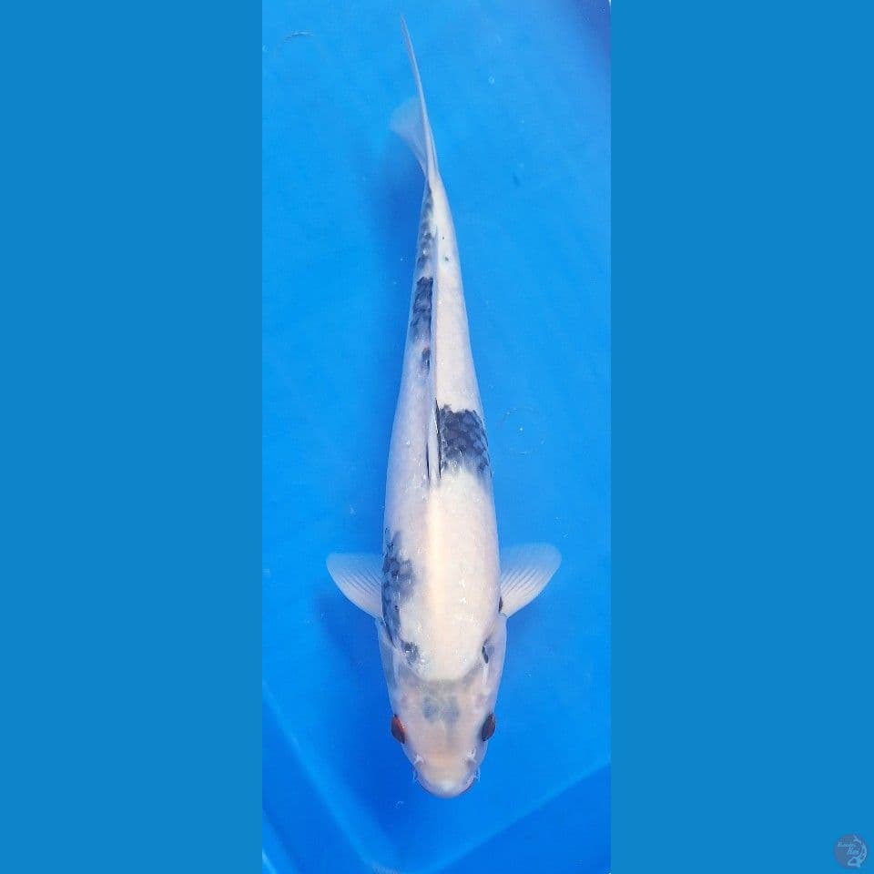 shiro tategoi 35cm jantan
