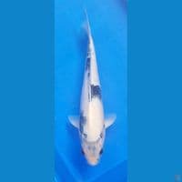 shiro tategoi 35cm jantan