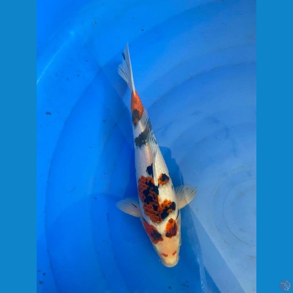 Lelang Ai Goromo 32 cm