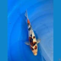 Lelang Ai Goromo 32 cm 