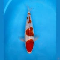 ai goromo 40cm 