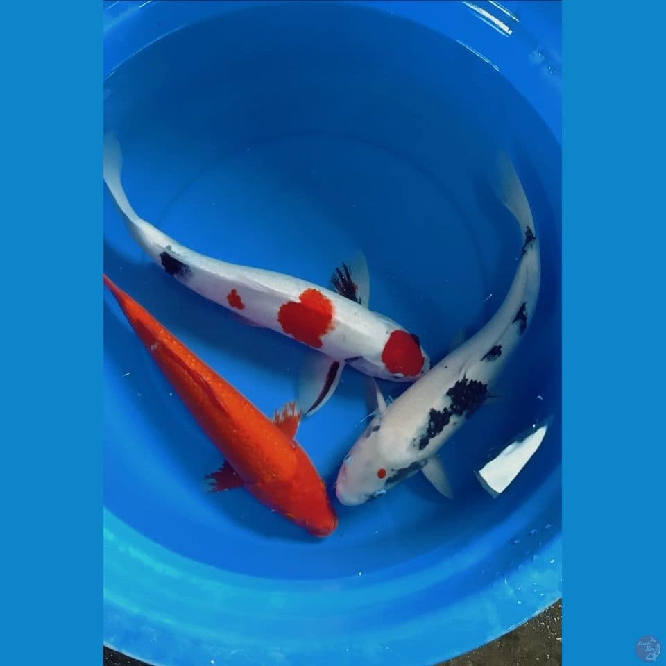  Male 42 45 48 cm jumbo 