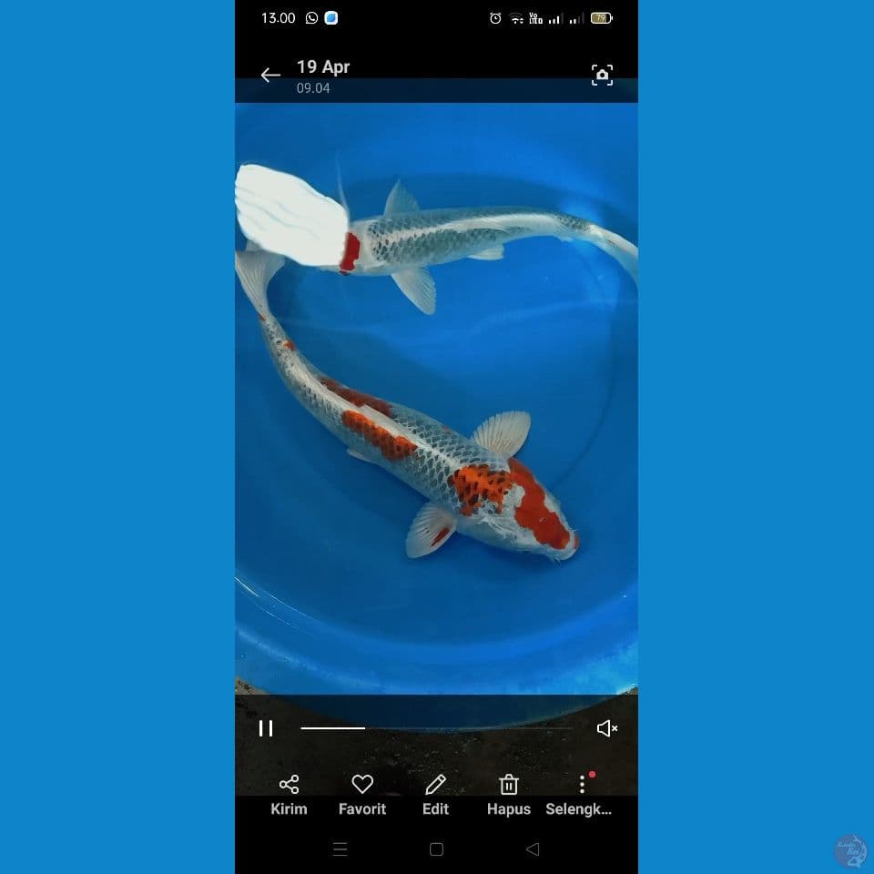 sepasang jumbo 44 54 cm
