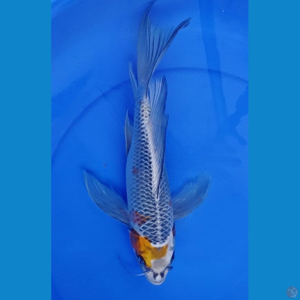 kumpay 37 cm