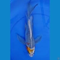 kumpay 37 cm