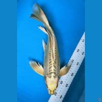 Gold Kawarimono Bulky 37cm fm