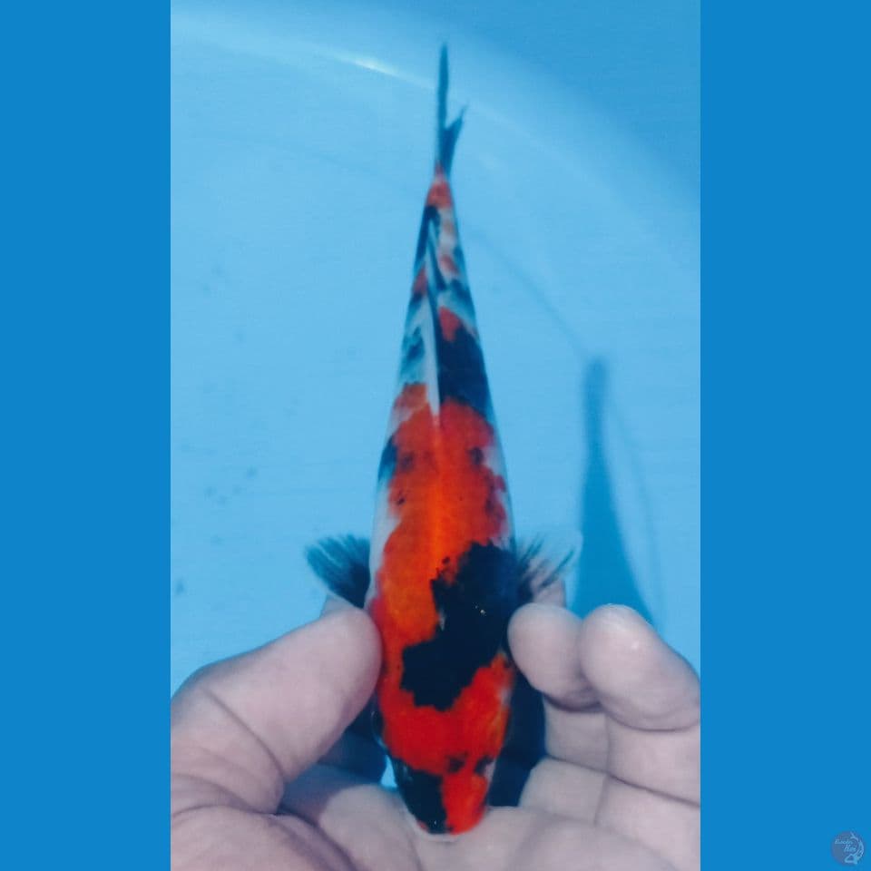 SHOWA 20CM