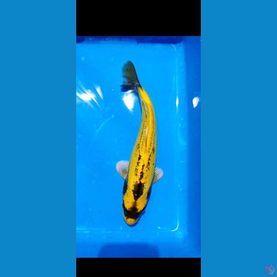 ikan ???? banana  30 bu male 