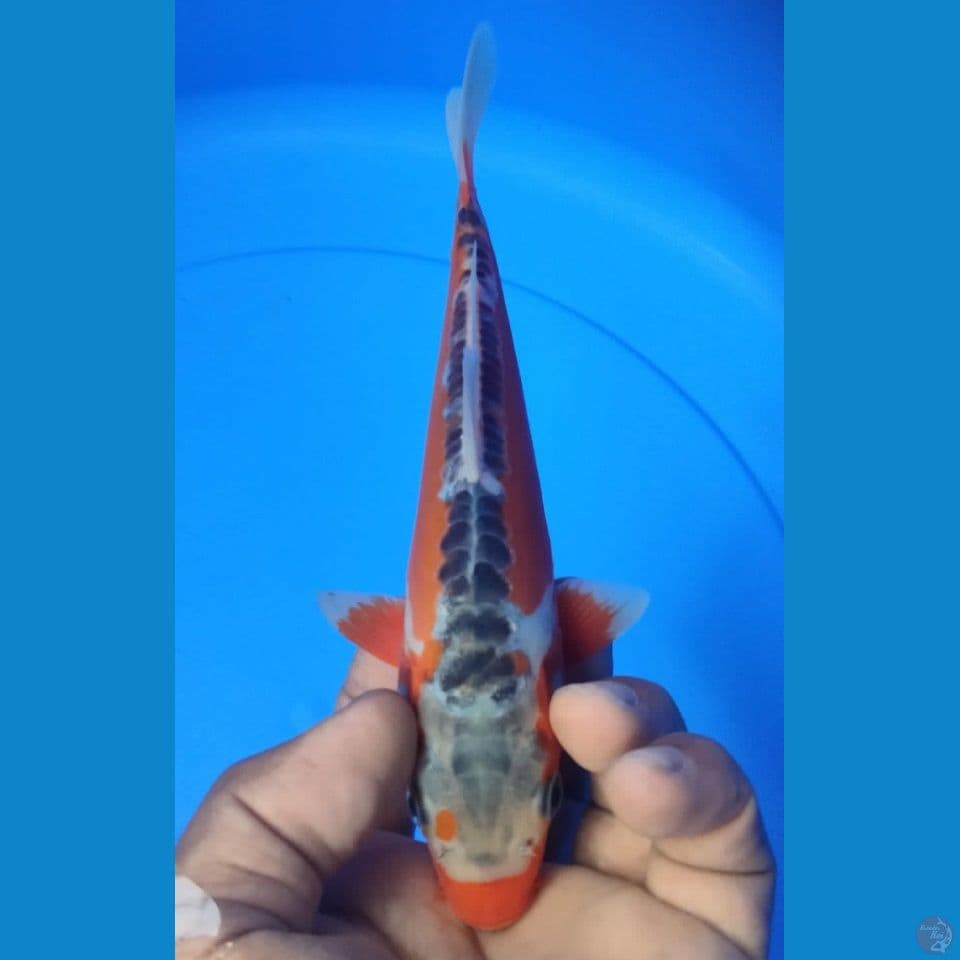 HANA 20CM