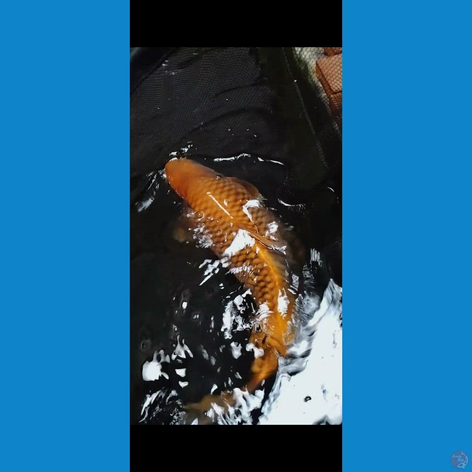 cagoi jumbo 60 bu/58cm