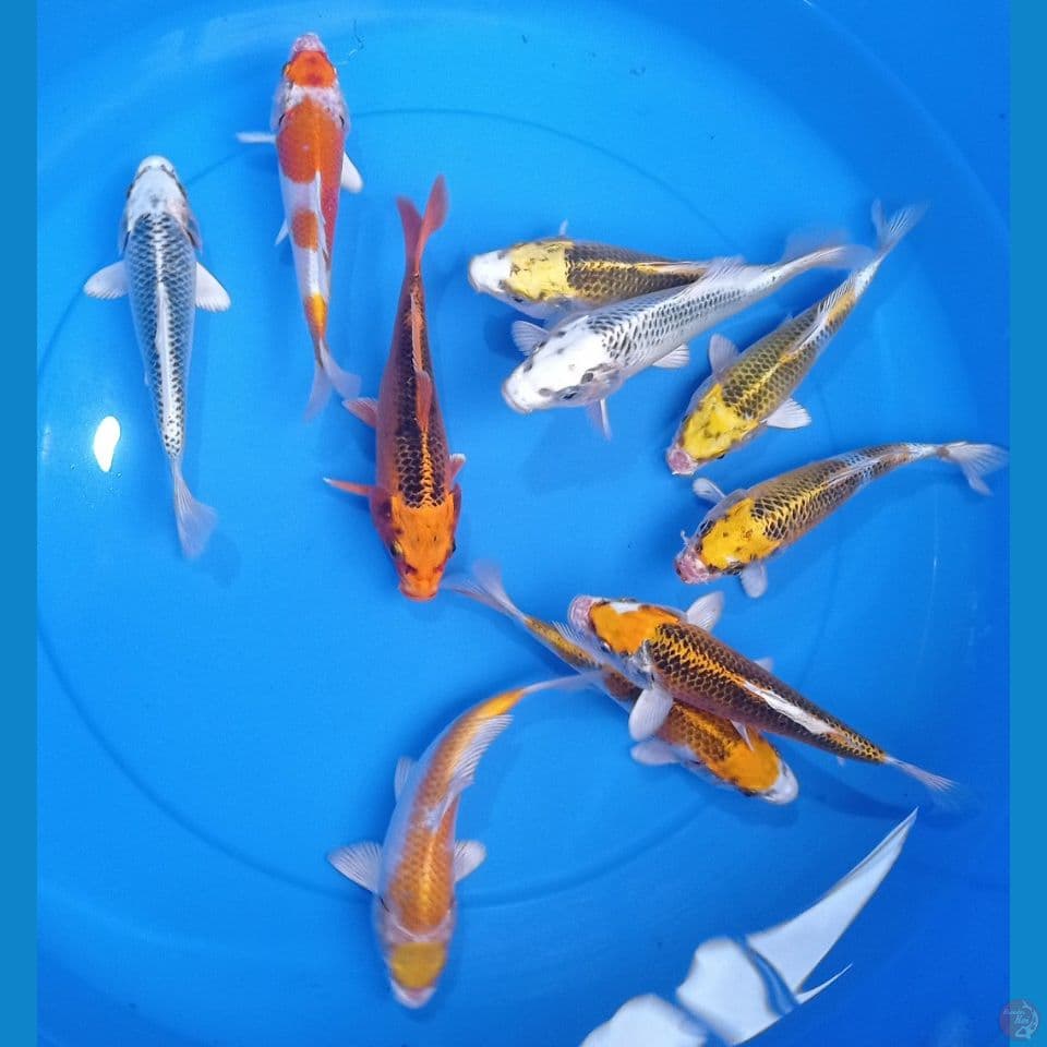 MIX 17,20CM