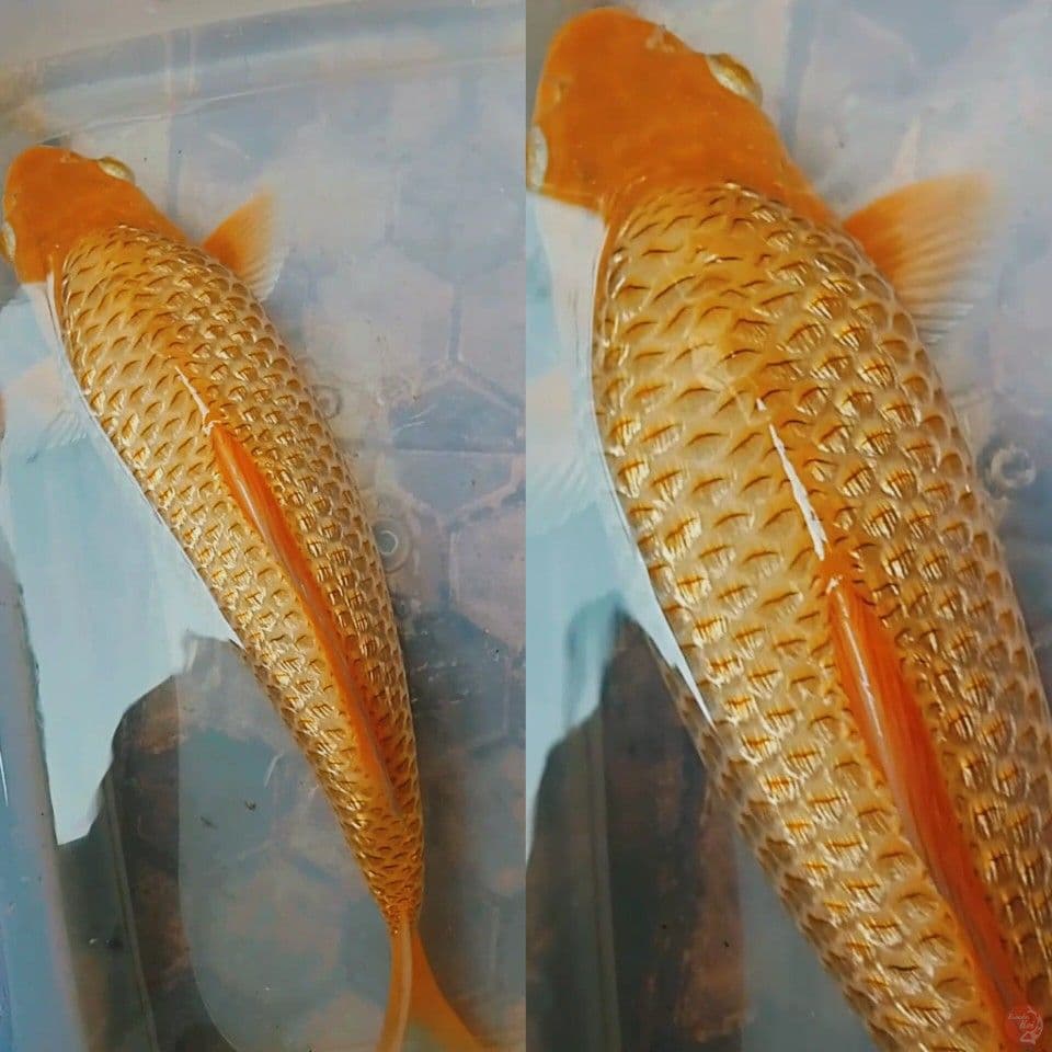 caramel ginrin boulky 