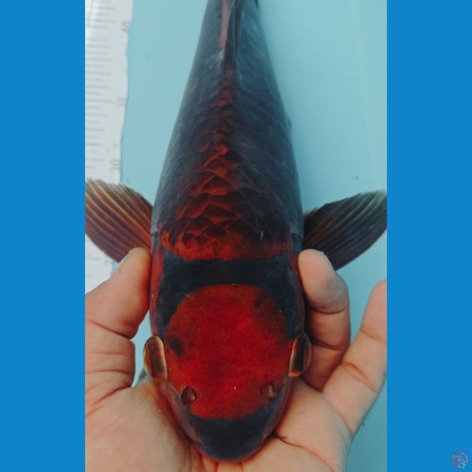 KARAMEL 42CM